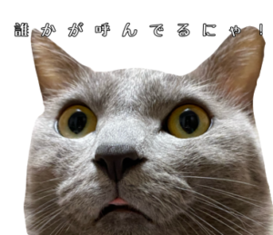 灰色猫みゅう