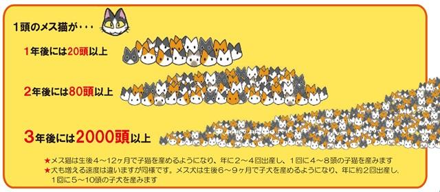 猫の繁殖絵