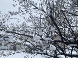 雪が積もった木