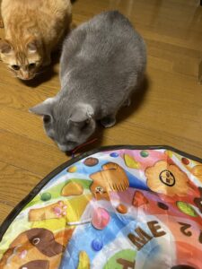 キャッチミーで遊ぶみゅうとトラ