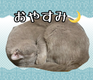 猫睡眠