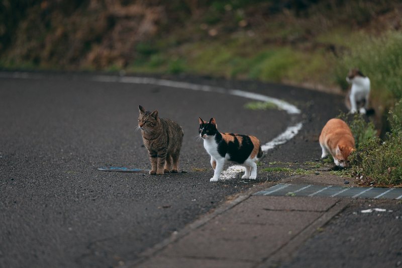 野良猫　保健所　殺処分