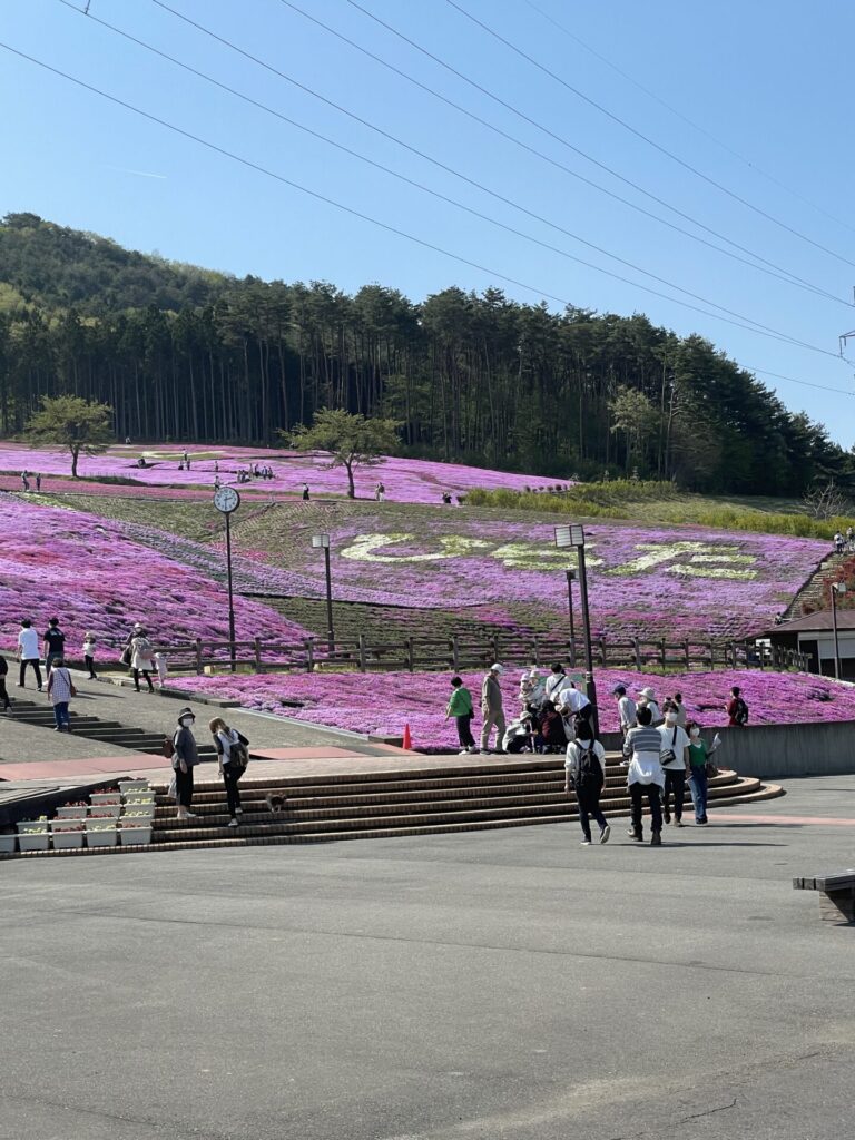 芝桜